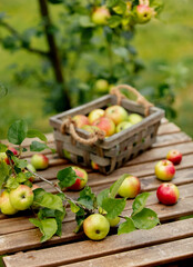 Bio apples in a box and on a table near apple tree in a garden