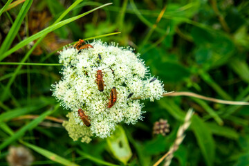 Fototapeta premium Bugs mating on Viburnum Dentatum in Ireland