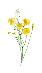 Bouquet of watercolor wild dandelions on a white background