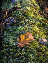 Liść na mchu