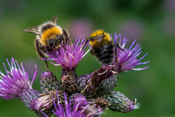 bumblebee on a thistle