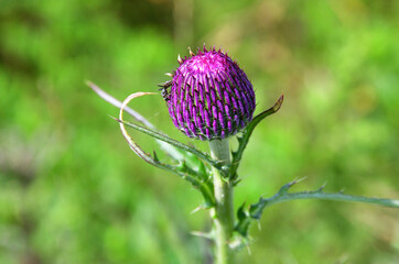 Cirsium maackii Maxim. (family Asteraceae), Blooming Thistle Maak in the bay of Akhlestyshev on the island of Russian. Russia, Vladivostok 