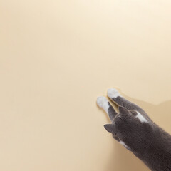 Grey cat on a yellow background, looks and stretches paw. Copy space, banner, top view.