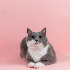 Grey beautiful cat on a pink background. Copy space, banner.