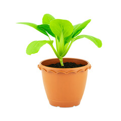 Fresh green seedling lettuce in flower pot isolated on white background with clipping path