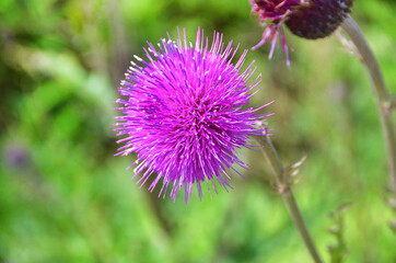 Cirsium maackii Maxim. (family Asteraceae), Blooming Thistle Maak in the bay of Akhlestyshev on the island of Russian. Russia, Vladivostok 
