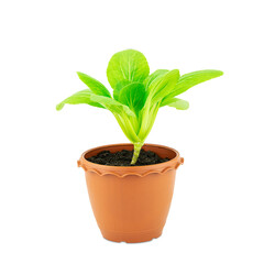 Fresh green seedling lettuce in flower pot isolated on white background with clipping path