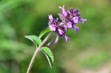 Clinopodium chinense (Benth.) Kuntze (family Lamiaceae)The flavor of the Chinese in the bay of Akhlestyshev on the island of Russian. Russia, Vladivostok