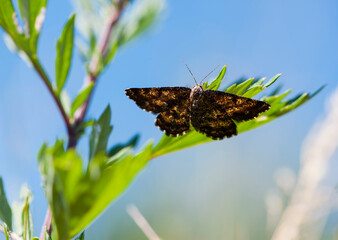 
big beautiful butterfly sits on a green leaf close-up