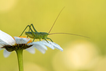 a green grasshopper sits on a daisy and heats up in the early morning
