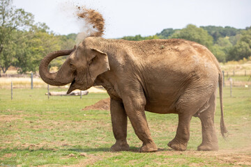 Fototapeta na wymiar An elephant cleaning itself with dirt