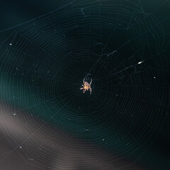 The spider sits on a web against a dark background.