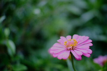 pink cosmos flower