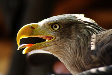 Seeadler
