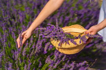 Rural lifestyle, Caucasian young blonde woman in white dress and sunglasses in a lavender field with her purple flower in Olite. Navarra, Spain. Detail of hands picking flowers in the hat