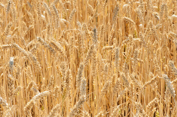 
spikelets of ripe wheat in the field golden background close-up