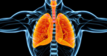 Human lungs medical illustration showing infected lungs in bright orange. 3D illustration