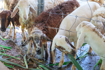 Close up sheep eating grass in the farm ,Thailand