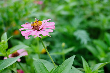 bee on a flower