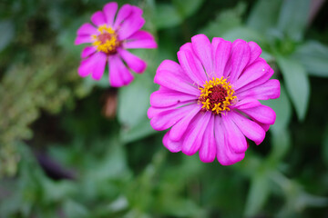 Obraz premium bee on a flower