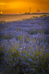Field of lavender with purple flowers in full cultivation in the town of Olite, Navarra. Spain