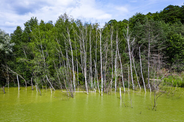 Birken im Wasser in einem Mangrovenwald
