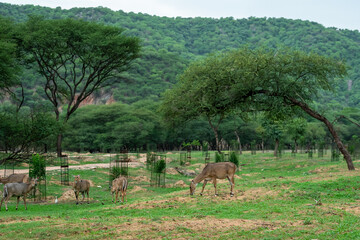 Naklejka na ściany i meble nilgai or blue bull or Boselaphus tragocamelus grazing green grass in monsoon season with scenic landscape background of jhalana leopard or forest reserve jaipur