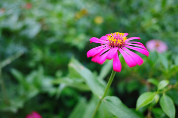 bee on a flower