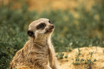 Suricate
