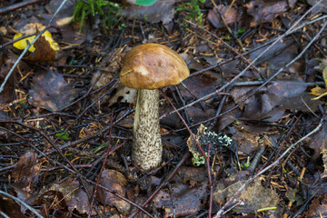 Mushrooms in the forest early in the morning
