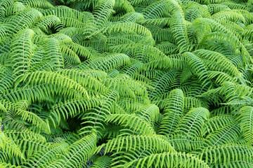 fern leaves texture