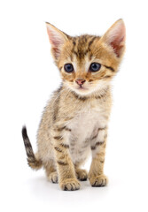 Fototapeta premium Kitten on white background.