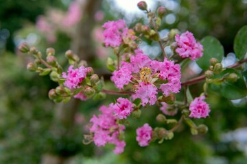 ピンクのサルスベリの花をアップ／Lagerstroemia indica
