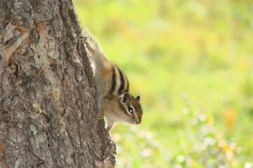 Chipmunk on a cedar