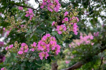 ピンクのサルスベリの花／Lagerstroemia indica