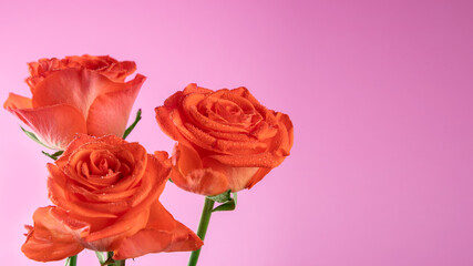 Fresh roses on pink background. Three beautiful pink flowers. Gift for Mother Day, Valentines Day