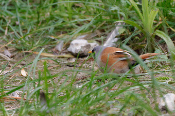 Bearded Tit