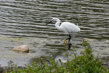 Egret