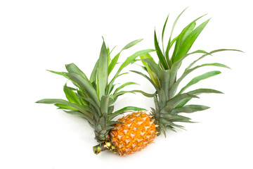 Obraz premium Pineapple isolated on a white background.