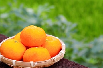 愛媛県産ハウスみかん