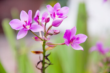 Fototapeta na wymiar Purple orchids flower blooming in outdoor nature garden background