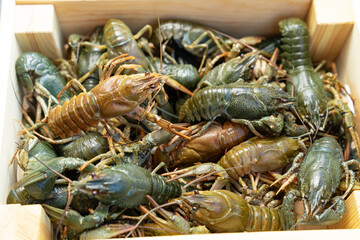 view top. freshwater lobsters or crayfish in wooden box.