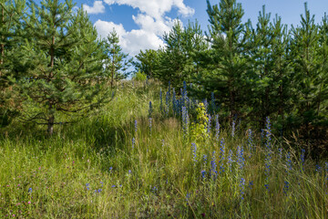 summer, day, nature, forest, young, pines, blue, sky, white, clouds, meadow, vegetation, grass, motley grass, blue, blue, tall, flowers, inflorescences, light, shadow, beauty