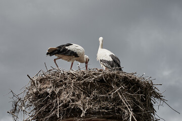 Two white storks (Ciconia ciconia) building a nest in Germany, Europe.
