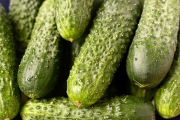 Background green fresh cucumbers close-up