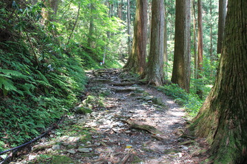 Obraz premium 木々の合間に出来た狭い山道