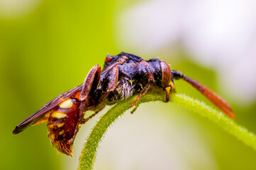 a Little bee insect on a plant in the meadow