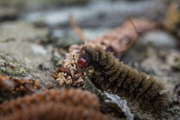 brown caterpillar on a tree trunk