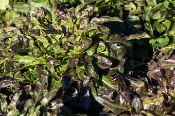 Löwenzahnsalat auf dem Feld