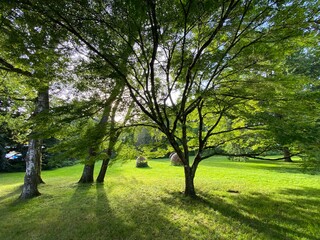 Landscape of the Park and trees on the island of flowers (Flower Island Mainau on the Lake...